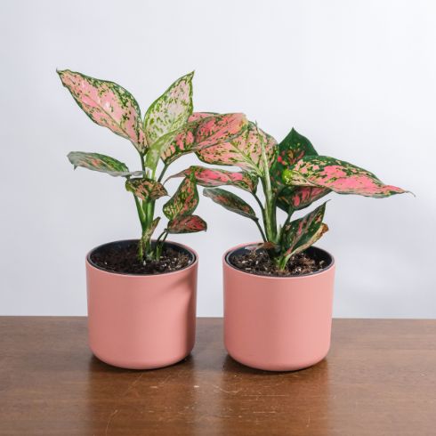 Determine if the Plant is Actually Dead Two plants with pink leaves in a pink pot