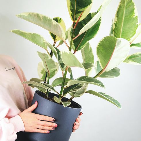Feed Your Plant A shot of a houseplant in a blue planter
