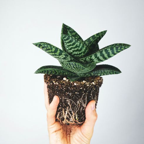 Use Fertilizer at the Right Time Person holding succlent in soil