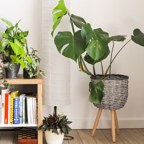 Get a Bigger Pot Replanting to a bigger pot