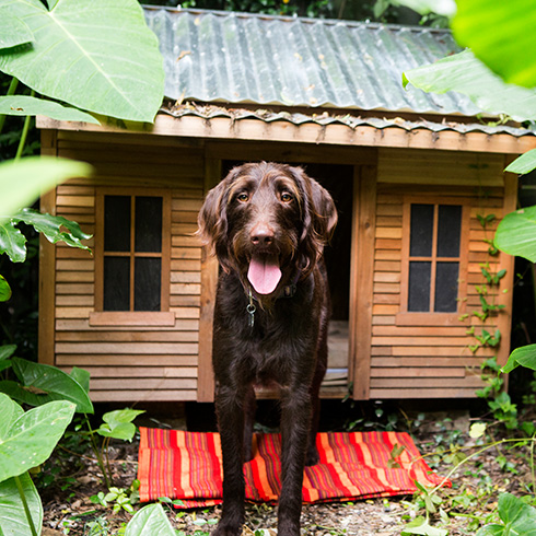 Add a Sleeping Area dog in front of a dog house