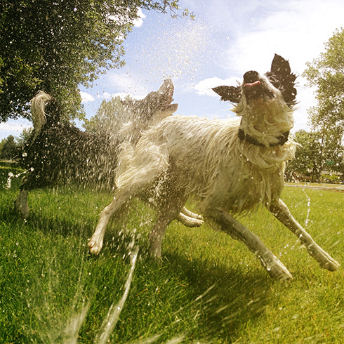 Add Some Water Features dogs playing in water