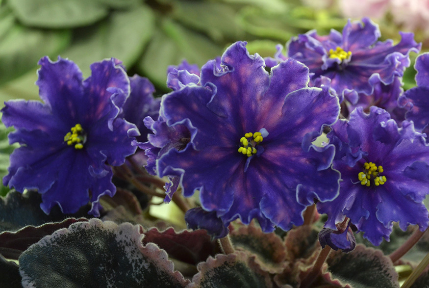 4. African Violet (Saintpaulia) African Violet