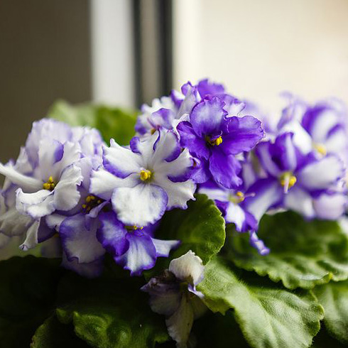 African Violet (Saintpaulia) African Violet (Saintpaulia)