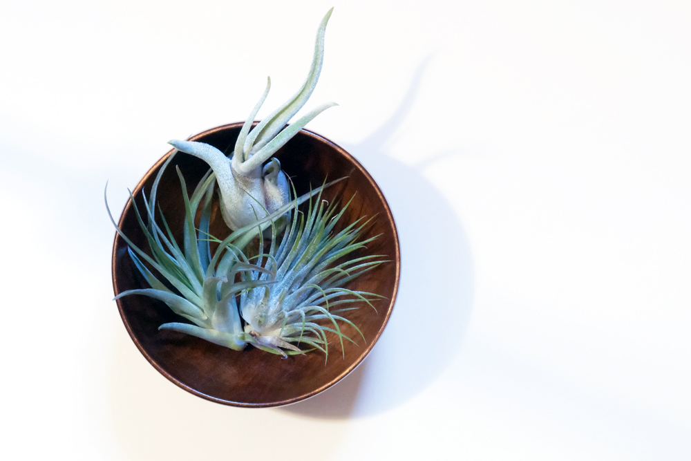 Air Plant (Tillandsia spp.) air plants resting in a container