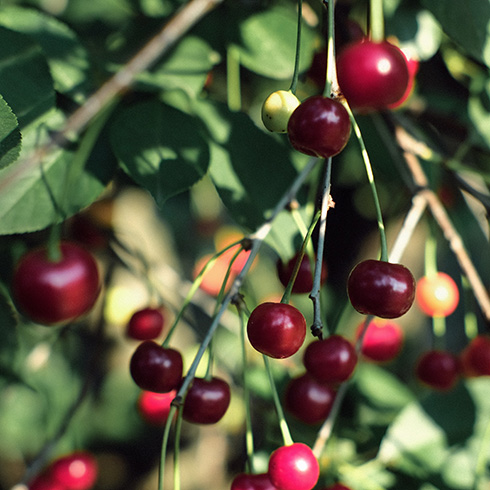 Alberta closeup of cherry tree