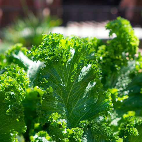 Alberta Closeup of kale growing in a sunny garden