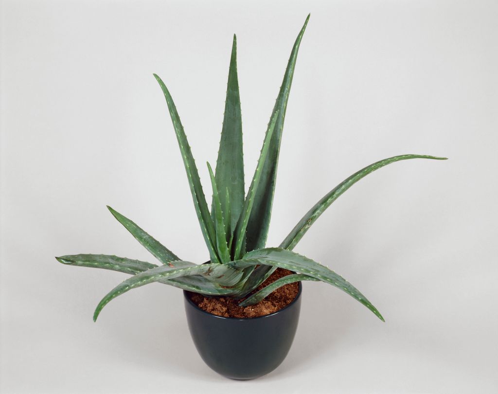 Aloe Vera Close-up of Barbados aloe plant growing in a pot (Aloe vera)