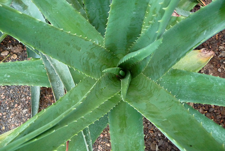 17. Aloe Vera Aloe Vera