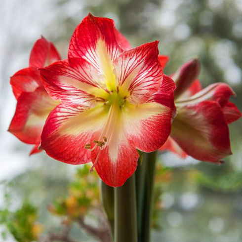 Amaryllis (Amaryllis belladonna) Amaryllis (Amaryllis belladonna)