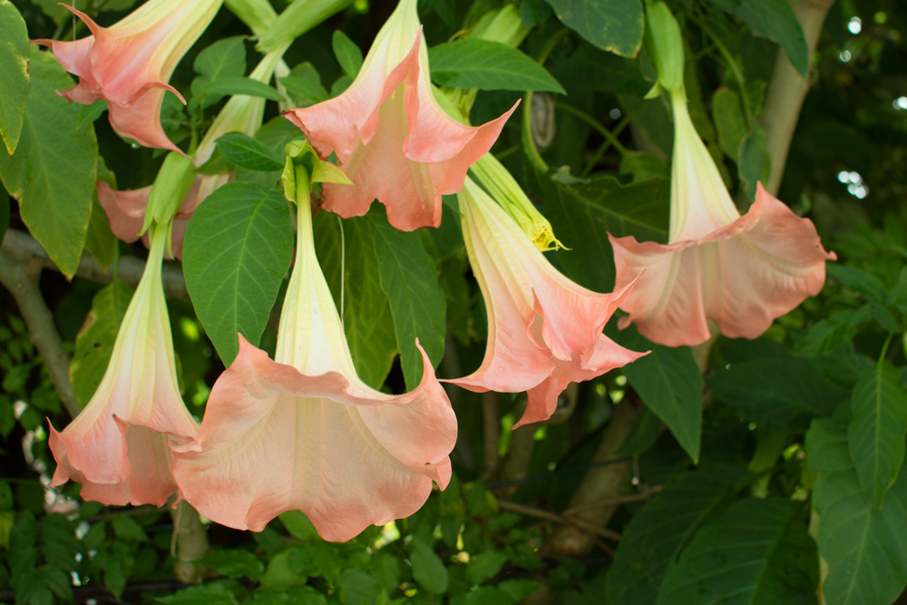 Angel’s Trumpet (Brugmansia spp.) Angel’s Trumpet