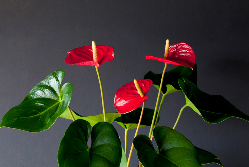 Anthurium (Anthurium andraeanum) Anthurium (Anthurium andraeanum)