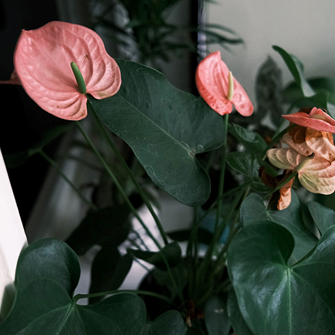 Anthuriums Overhead shot of a flowering anthurium plant. The leaves are dark green and heart shaped. The flowers are light pink, heart shaped, and waxy with a large conical center protruding.