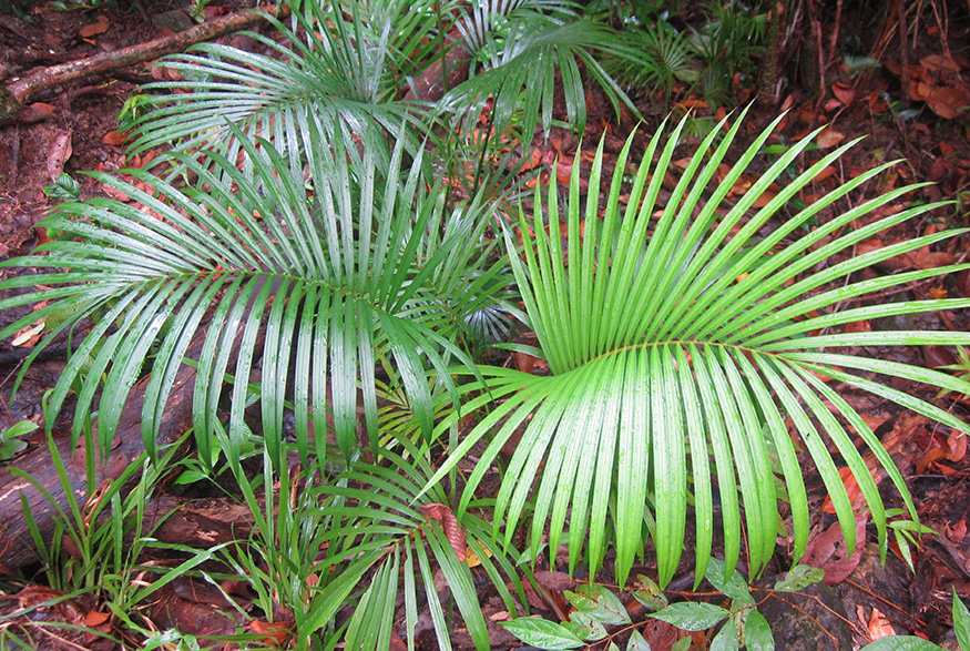 10. Areca Palm (Dypsis Lutescens) Areca Palm