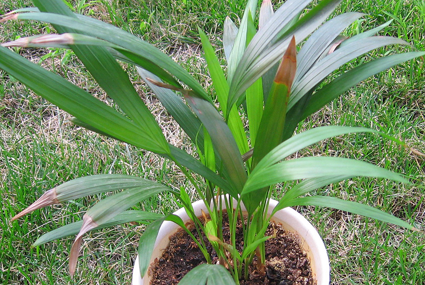 14. Areca Palm Areca Palm