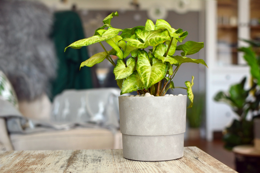 Arrowhead Vine (Syngonium podophyllum) Light green exotic Syngonium Podophyllum vine plant in gray flower pot on table in living room