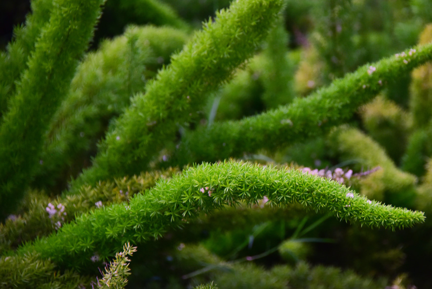 Asparagus Fern (Asparagus setaceus) Asparagus Fern (Asparagus setaceus)