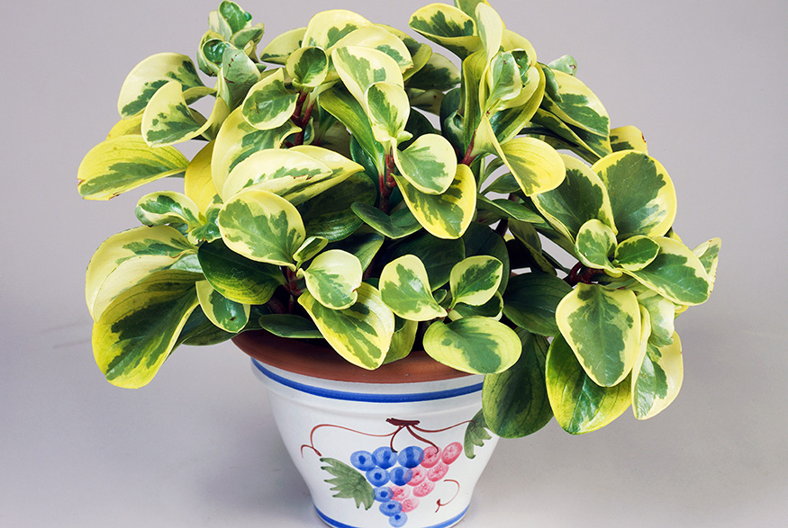 5. Baby Rubber Plant (Peperomia Obtusifolia) Baby Rubber Plant