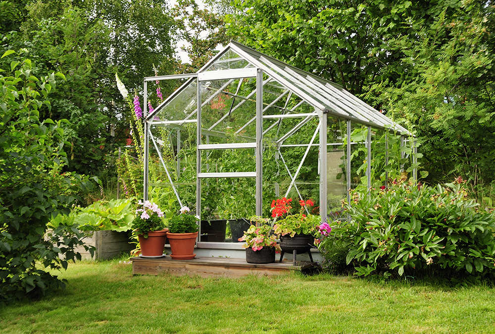 A Backyard Greenhouse A backyard with a small, plant-filled greenhouse with glass panels.