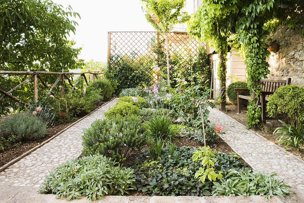 A Plant-Filled Trellis Shot of backyard garden partially fenced in by a lattice trellis with vining plants.