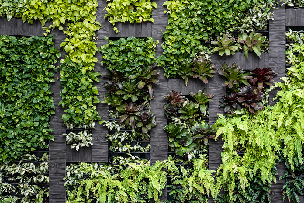 A Plant Wall Closeup shot of living plant wall.