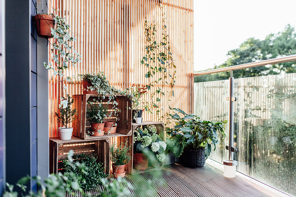 A Balcony Privacy Screen A balcony with a light wood privacy screen. Plants hang from the screen and sit in front of it.