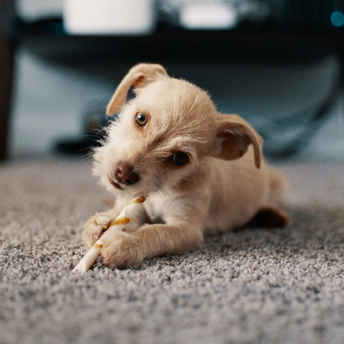 Rugs and Carpeting A small dog chewing a treat on a high pile rug