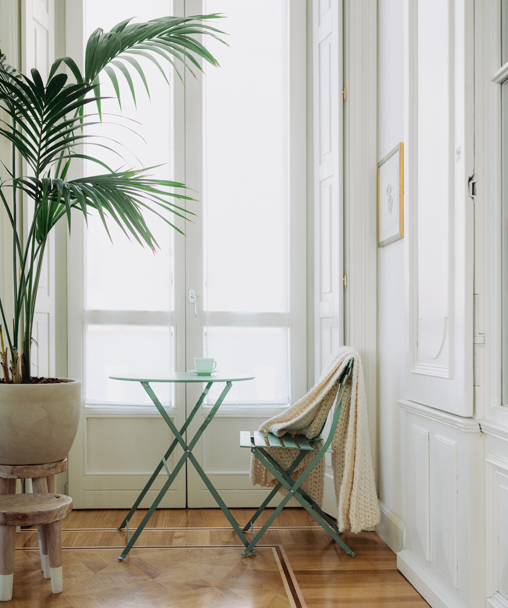 Bamboo Palm Bamboo Palm plant next to a window with a table and chair