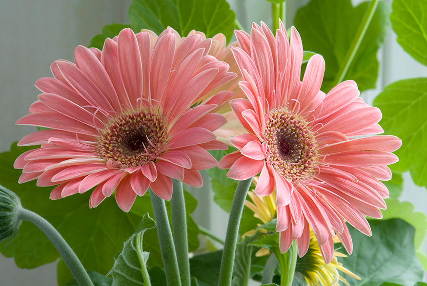 18. Barberton Daisy (Gerbera Jamesonii) Barberton Daisy