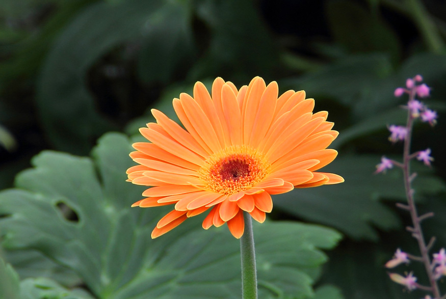 11. Barberton Daisy Barberton Daisy