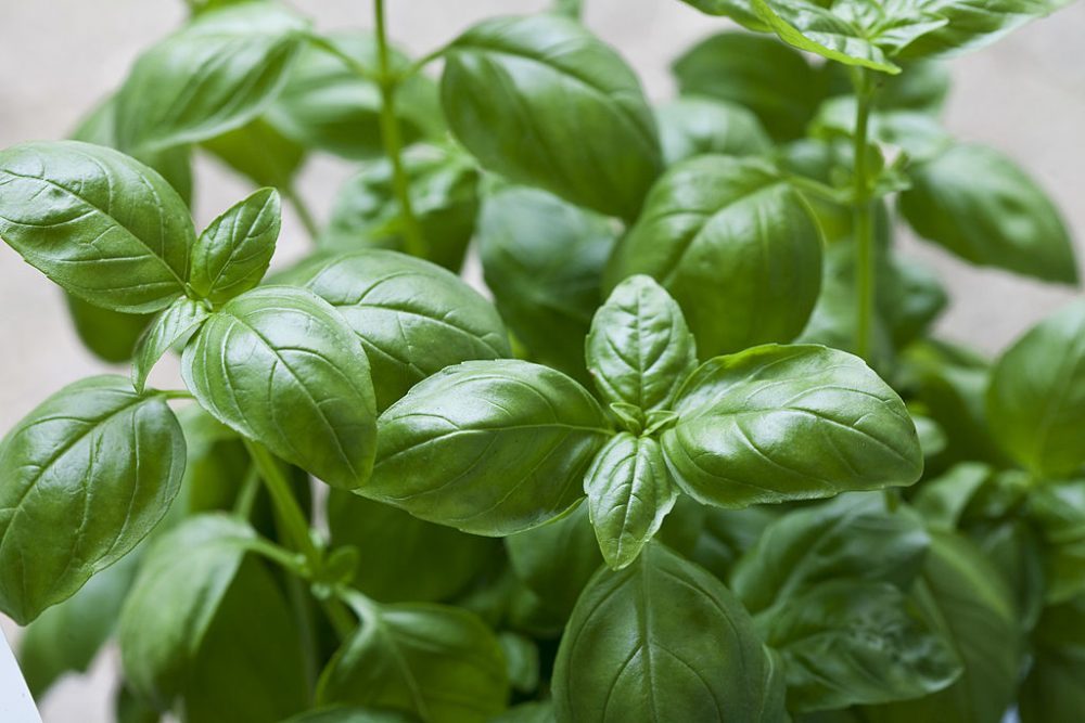 Basil Sweet basil plant.