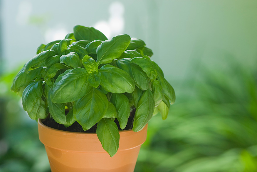 20. Basil (Ocimum Basilicum) Basil