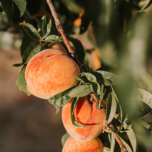 British Columbia closeup of yellow and orange peaches hanging on a tree branch