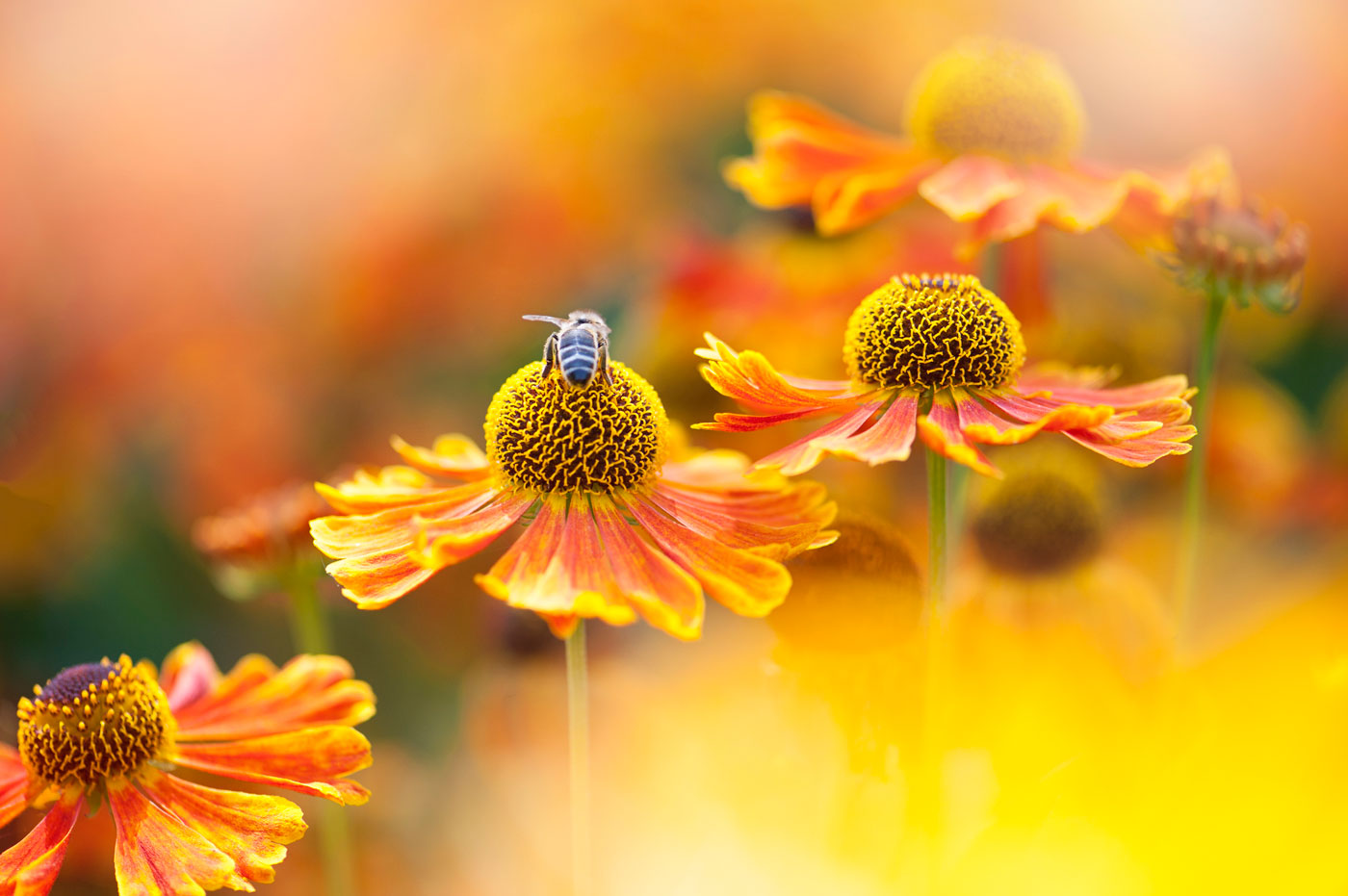 Bees Matter Bees Matter