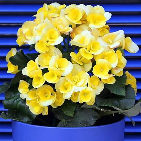 18. Begonia Begonia