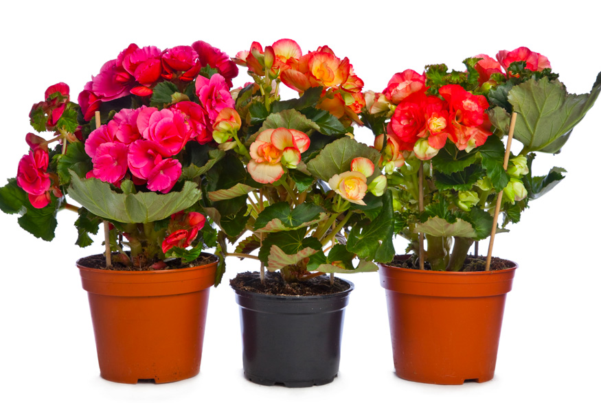 Begonia (Begonia spp.) Begonia (Begonia spp.)