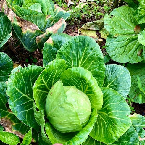Cabbage Green cabbages growing in a garden