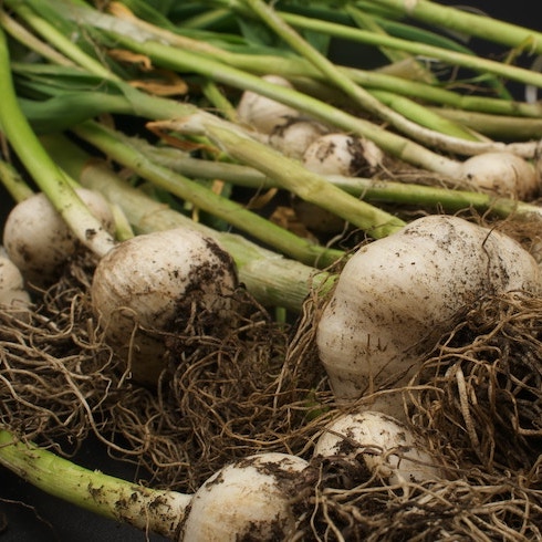 Garlic A pile of garlic bulbs