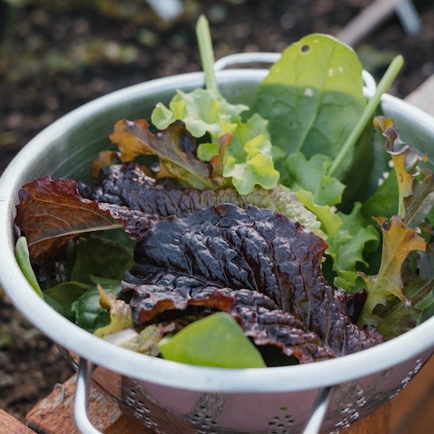 Lettuce A variety of lettuce leaves in a silver bowl beside a garden
