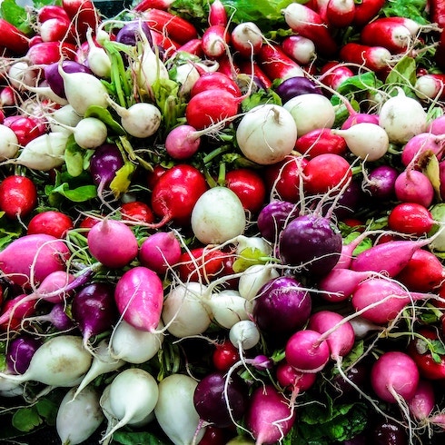 Radishes A pile of colourful red, white, pink and purple radishes