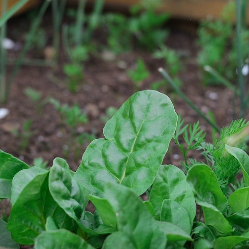 Spinach Green spinach leaves growing in a garden