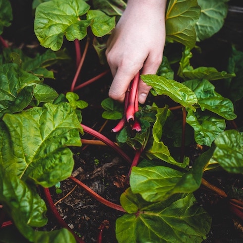 Swiss Chard A hand pulls Swiss chard plants out of a garden