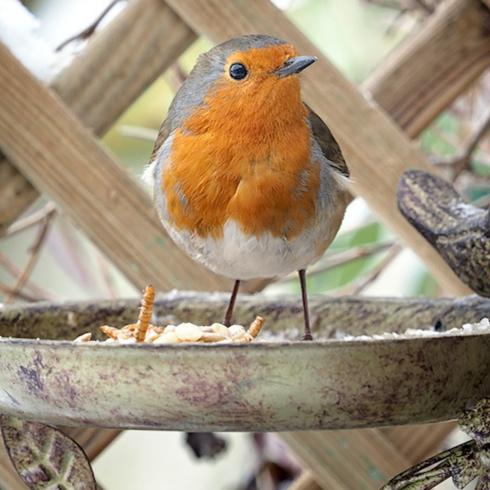 Wonderful Wildlife Red bird perched on a fountain in a garden