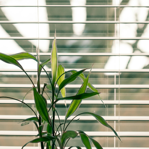 Blinds An image of a house plant in front of blinds