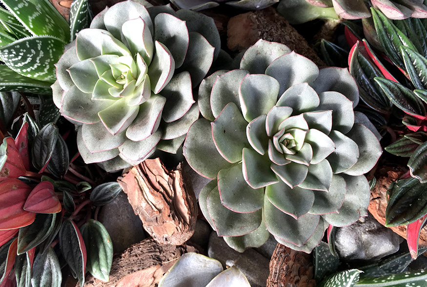 3. Blue Echeveria (Echeveria Glauca) Blue Echeveria