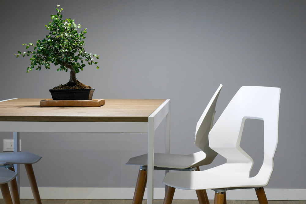 Bonsai Trees A bonsai tree growing on a wooden dining room table