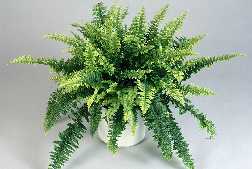 2. Boston Fern (Nephrolepis Exaltata) Boston Fern