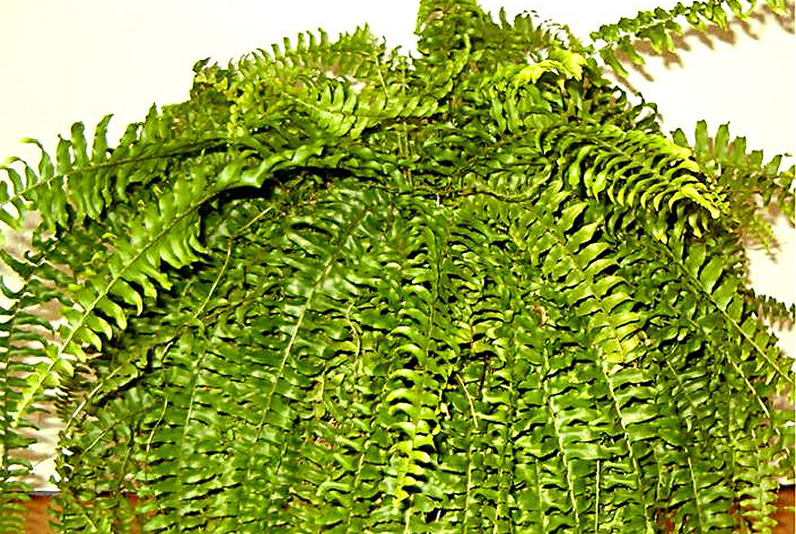 15. Boston Fern Boston Fern