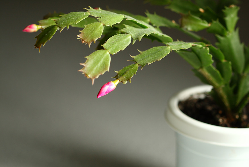 8. Keep it in Bright, Indirect Light Christmas cactus flower