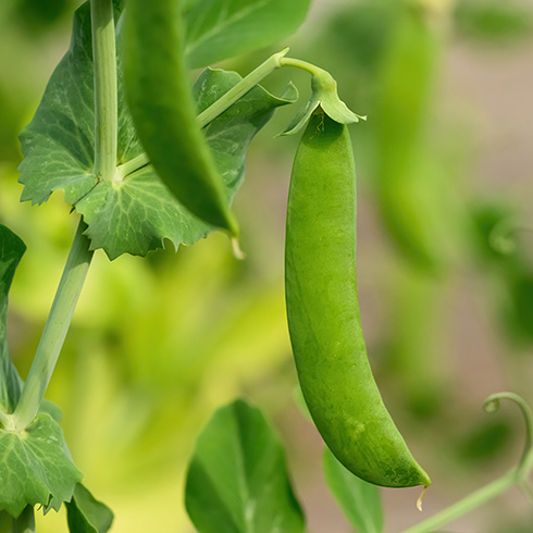 British Columbia Closeup of a bean growing on a plant